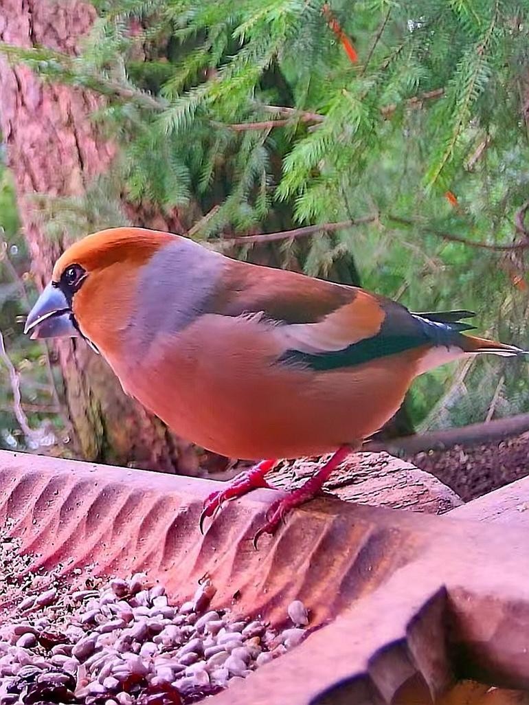 livebirdspoland_f841682da00b70ee6b5d4e165e2d24fb.jpg