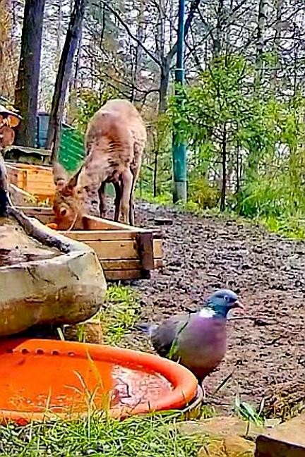 livebirdspoland_219c5f3e0906453c5df0f0a777daf219.jpg