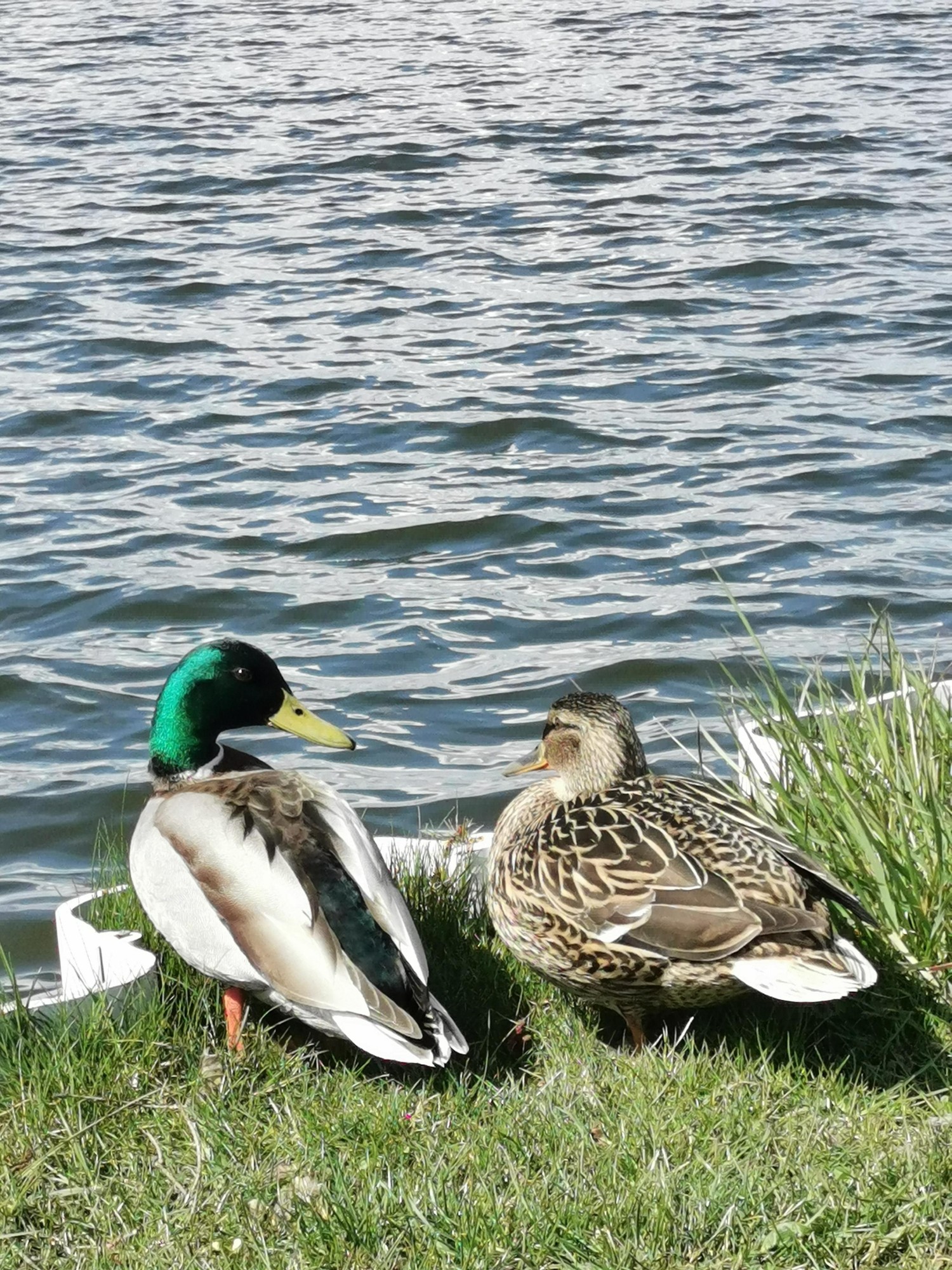 livebirdspoland_d498e2c186b3f17d9e4306ab492a86c6.jpg