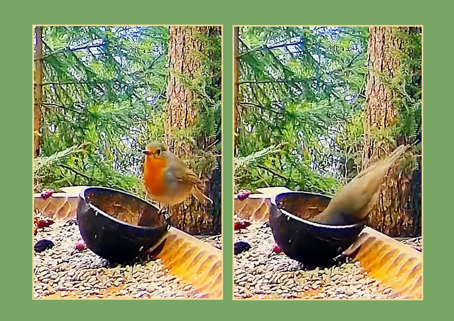 livebirdspoland_5ad44fe680c7d222105e2c8d7c16b6d7.jpg