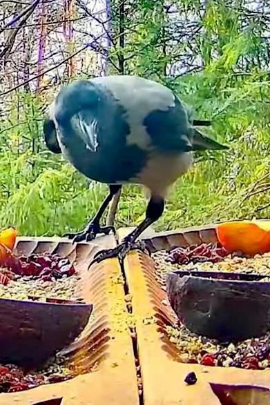 livebirdspoland_92810054b8f5466e51d1c4b0bee4611a.jpg