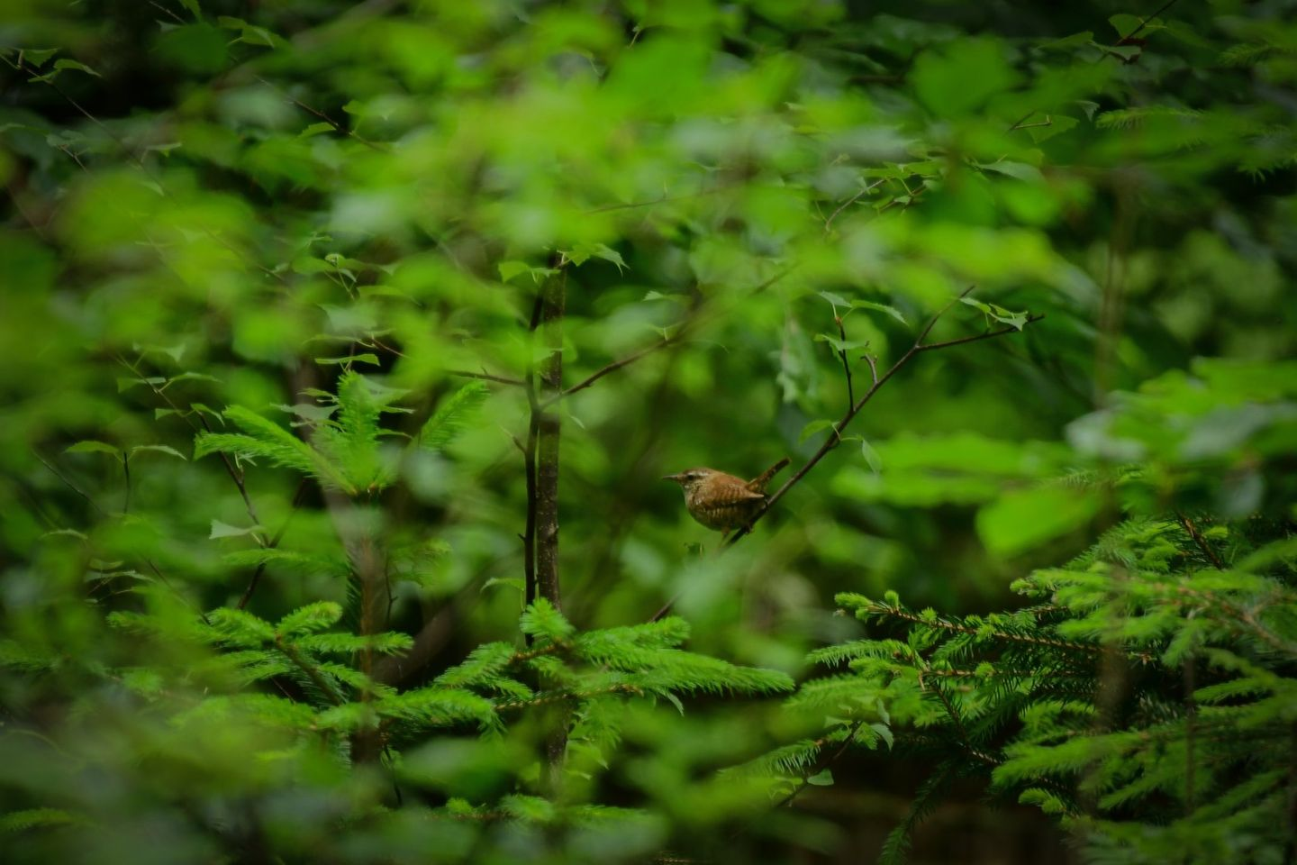 livebirdspoland_40be24bce00acf5a0c794b62f7f6a3a8.png