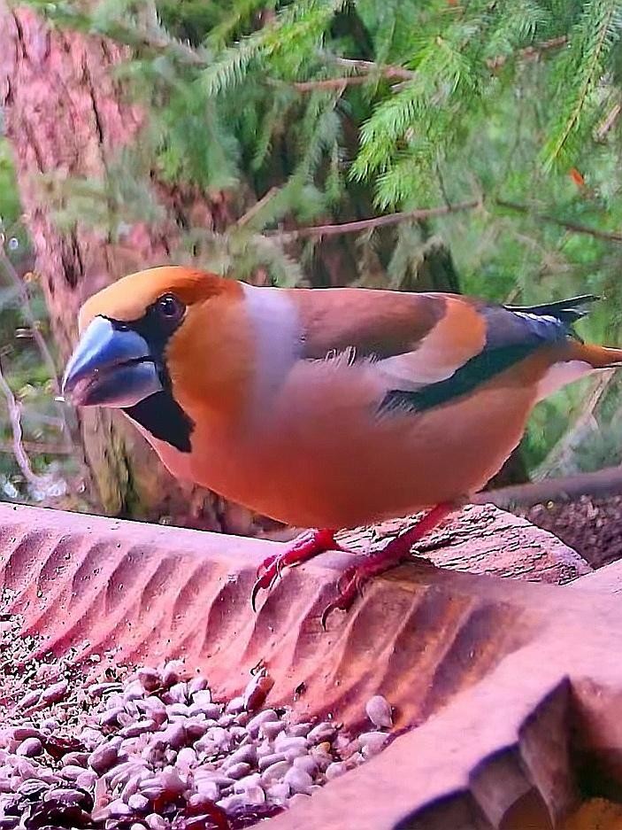 livebirdspoland_873b1b3d2b3aceb638976a6f59151bc4.jpg