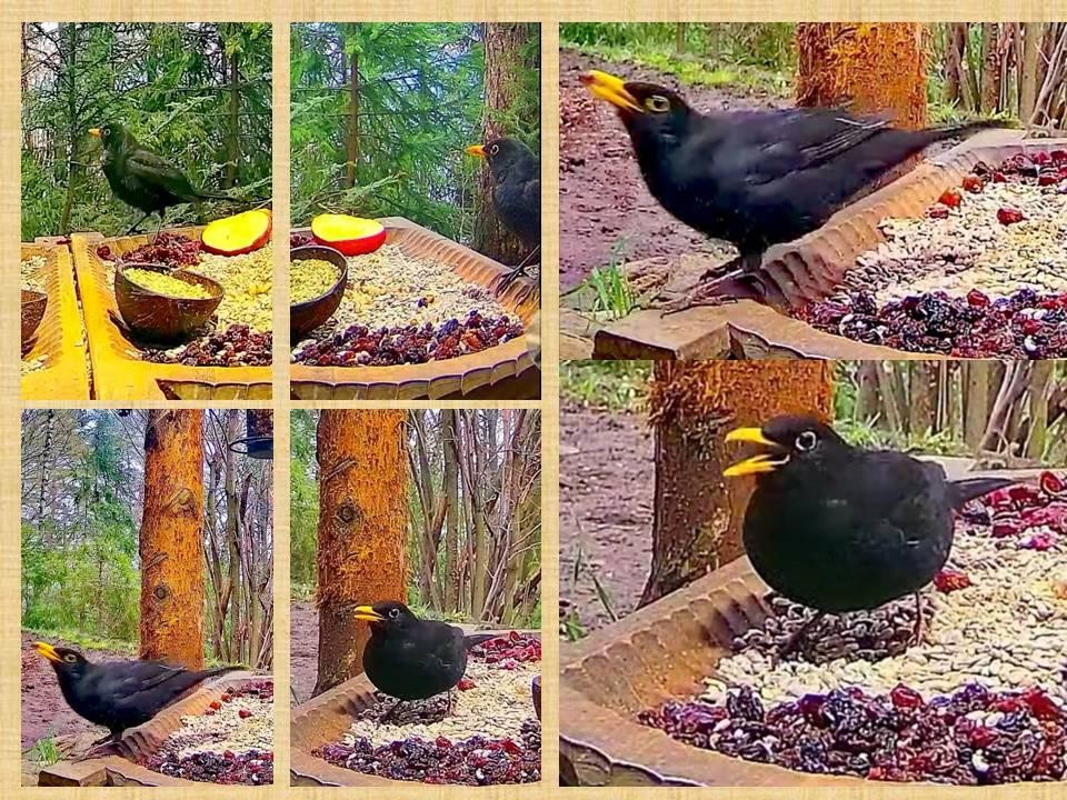 livebirdspoland_b5c71e2efc4380834e391b44416c0512.jpg