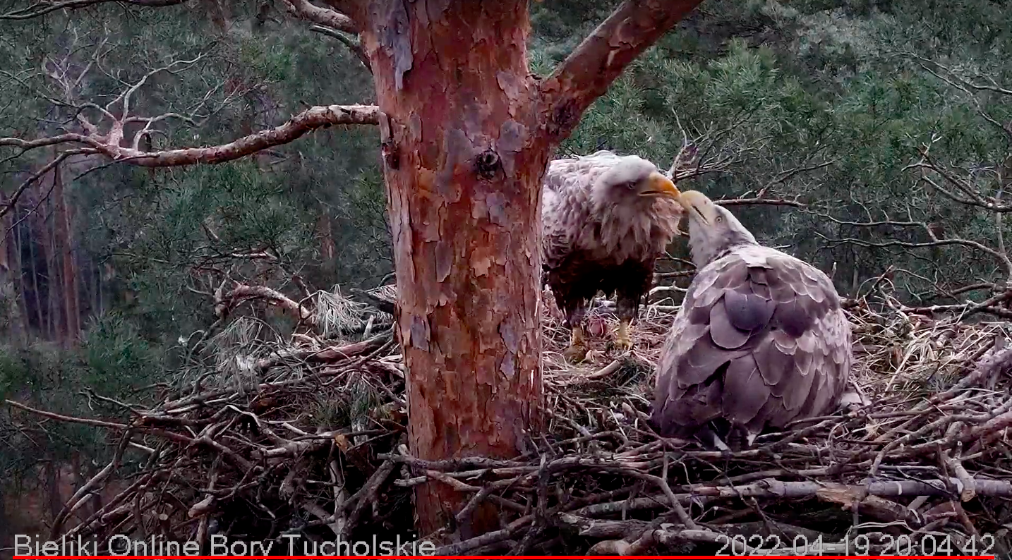 livebirdspoland_046931e2b0c7eb46d60d4d2f8e4f6f04.png