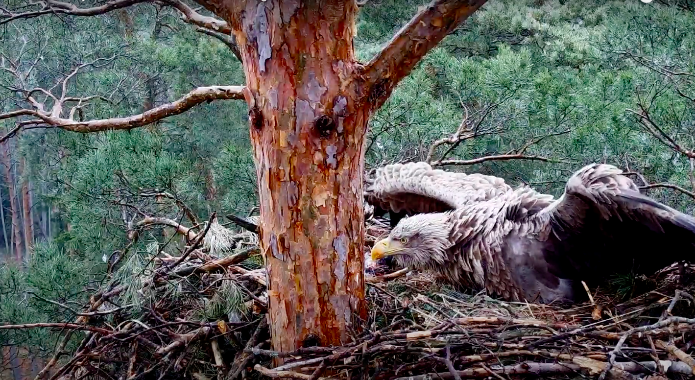 livebirdspoland_a79c5458c0f49bc2dd1e5ec7f6343600.png