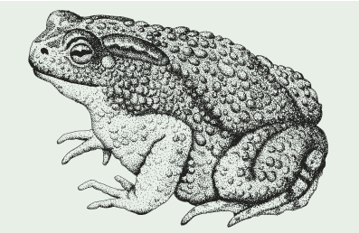 livebirdspoland_946e0c2cacbfae021bdcc8b42952ff2e.png