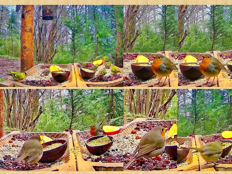 livebirdspoland_f38481517b42aa90258782b3795d1312.jpg
