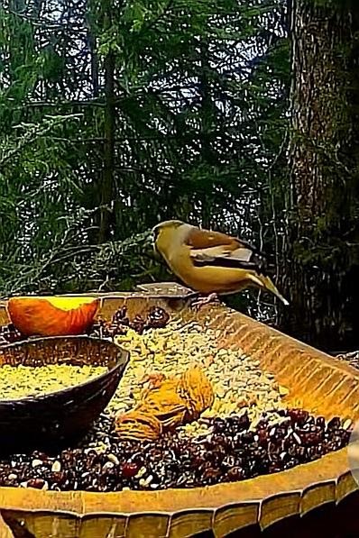 livebirdspoland_3647a9613d8218b1354e5a0f0060ee02.jpg