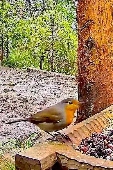 livebirdspoland_f4ee500162f9f10d4d88825616202a6e.jpg