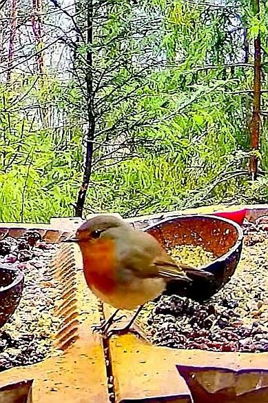 livebirdspoland_48d21428afb7a76e6190a6e26f6d0170.jpg