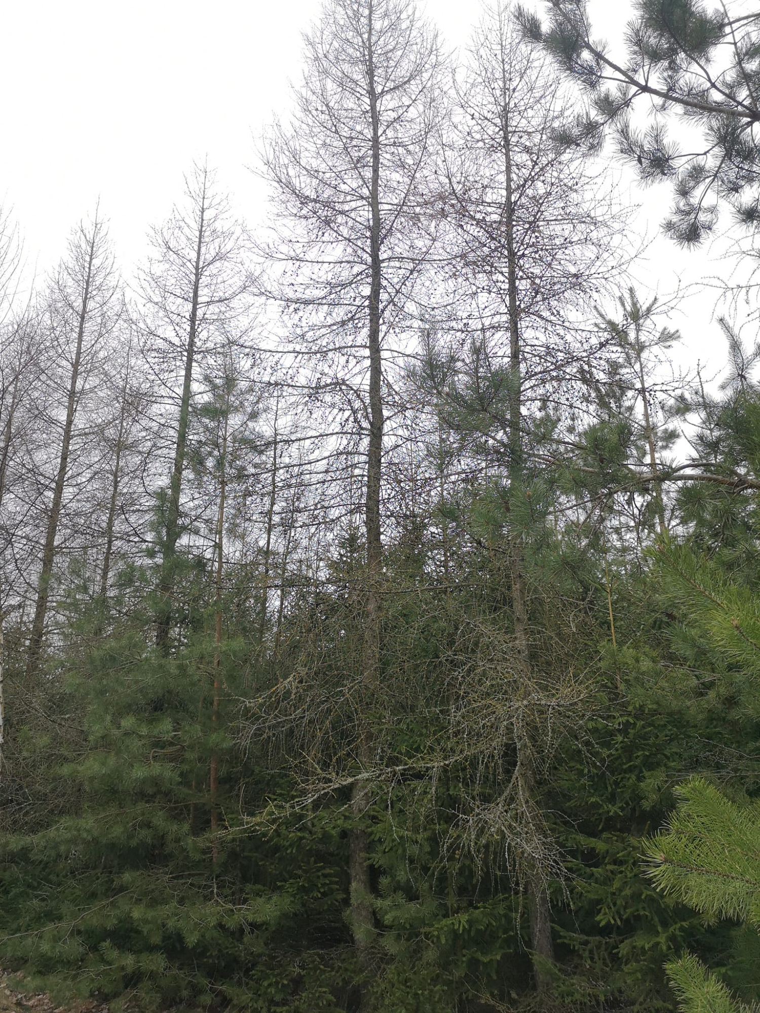 livebirdspoland_f2d55ab7f61f140f324d21cb1e51e1f6.png