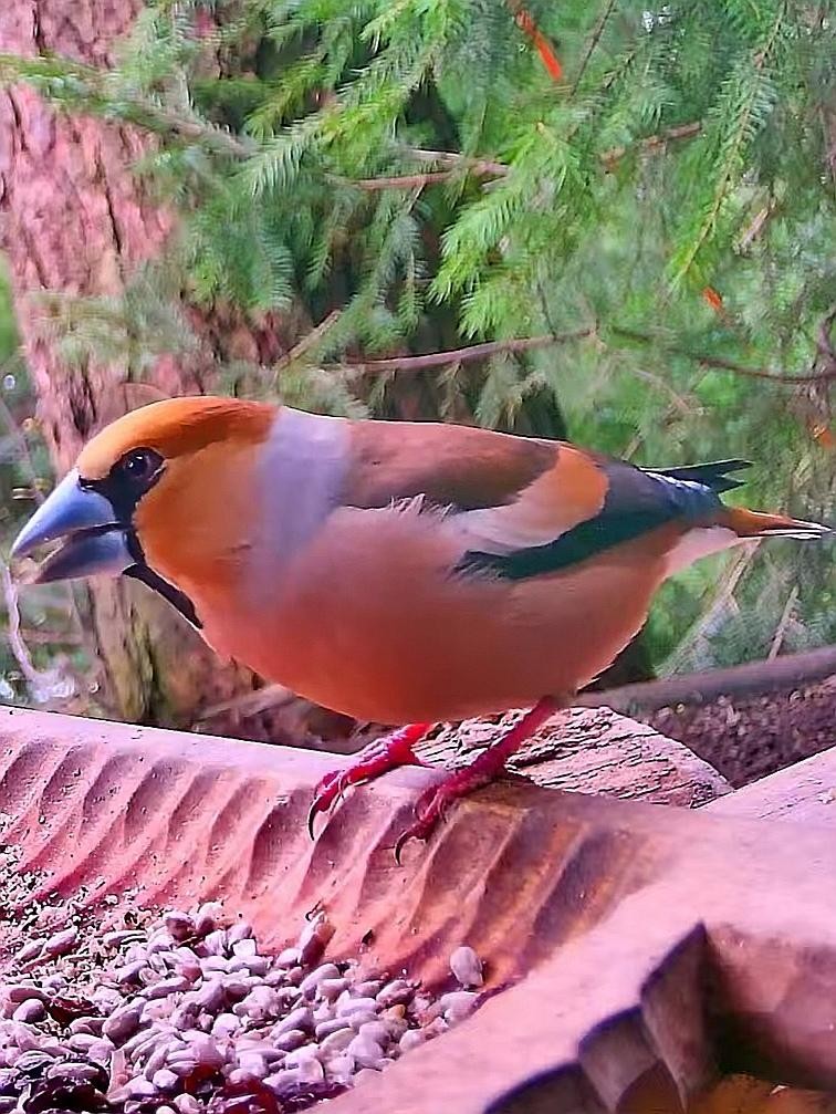 livebirdspoland_f56e3afb7ff0e9795a43f045acf02039.jpg