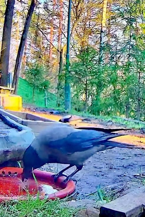 livebirdspoland_35d1153d6286bc4f945696c00b738f0e.jpg