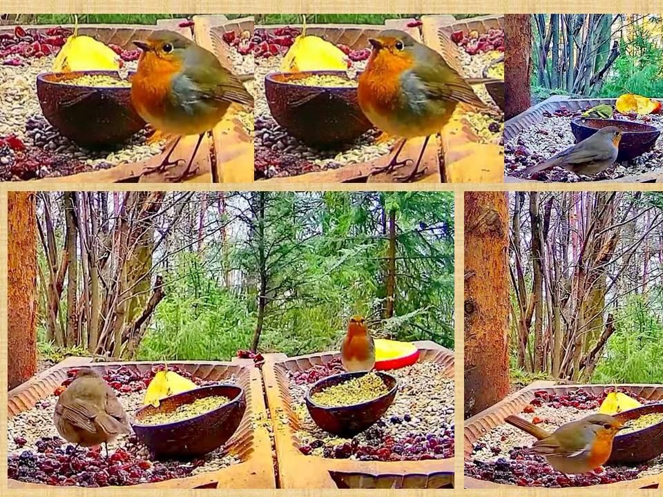 livebirdspoland_ea81857d4b089b9dce61279e4dc21579.jpg
