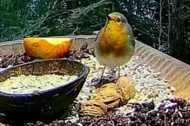 livebirdspoland_73f899cb845a690aae490dd4419d9d6b.jpg