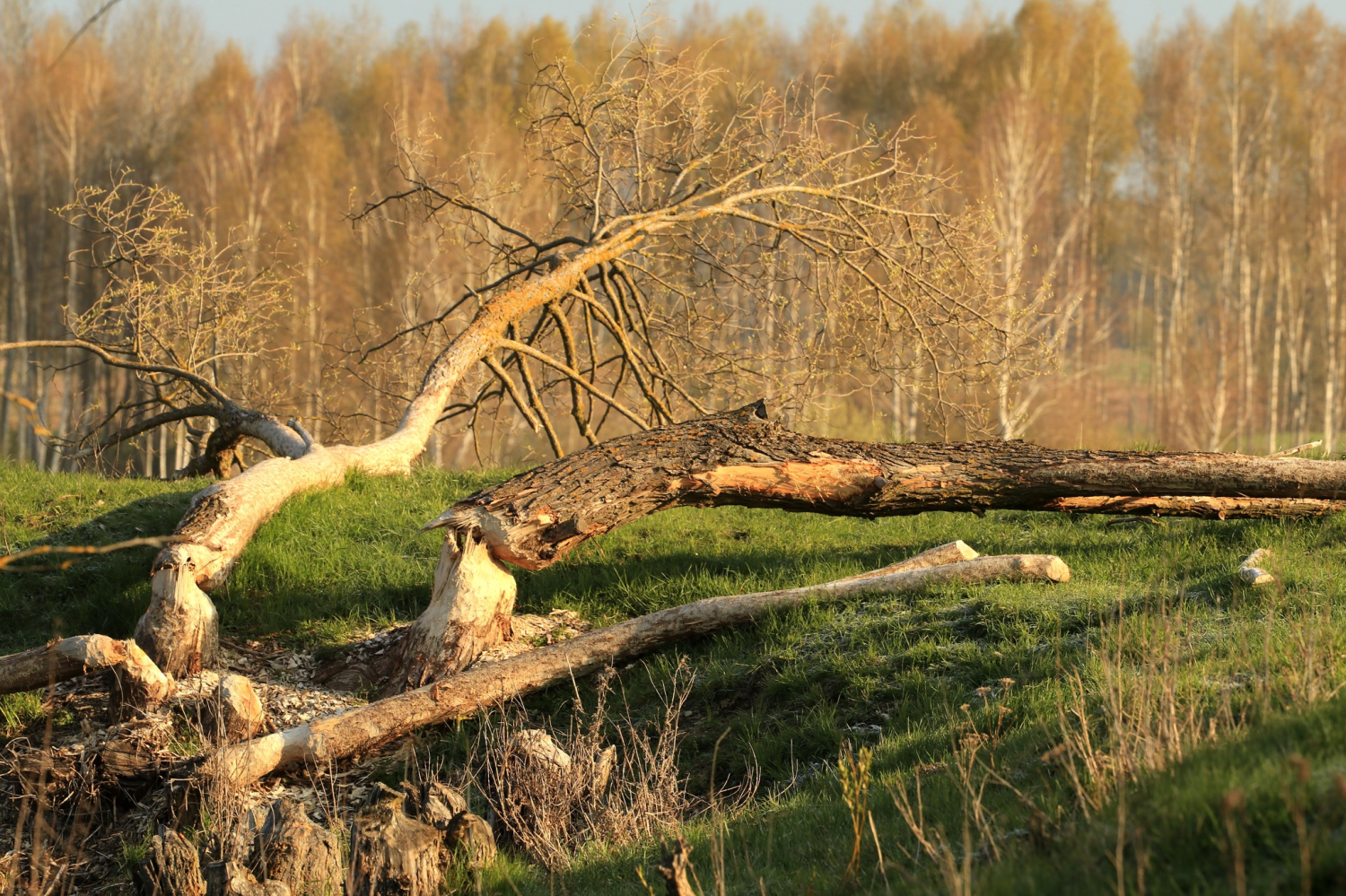 livebirdspoland_e09558b2175a4cbb2fb5bfde7366083e.png