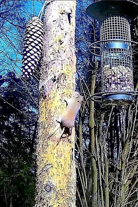 livebirdspoland_e600d6ce63633a8c75a1f00327c6d2a9.jpg
