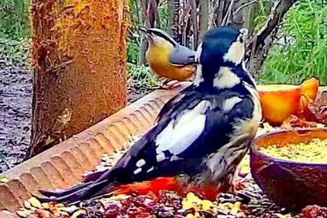 livebirdspoland_f3fae4876cf17441bd987f78314e2d32.jpg