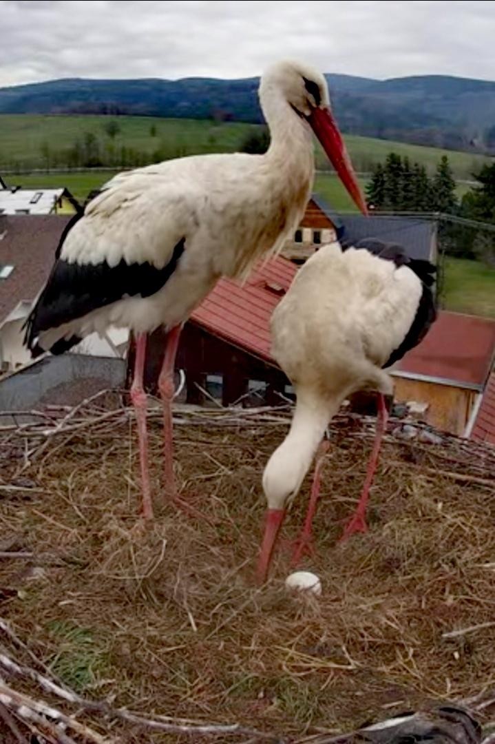 livebirdspoland_8873a627f79c6effa437cc6a2da4582d.jpg