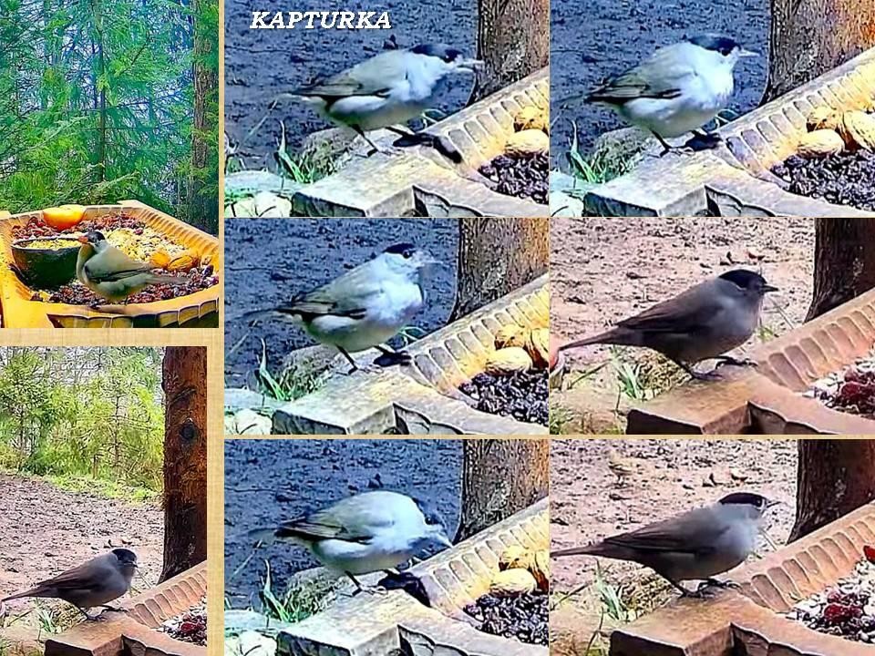 livebirdspoland_8fe93f1a0a645496d191ee0697331d07.jpg