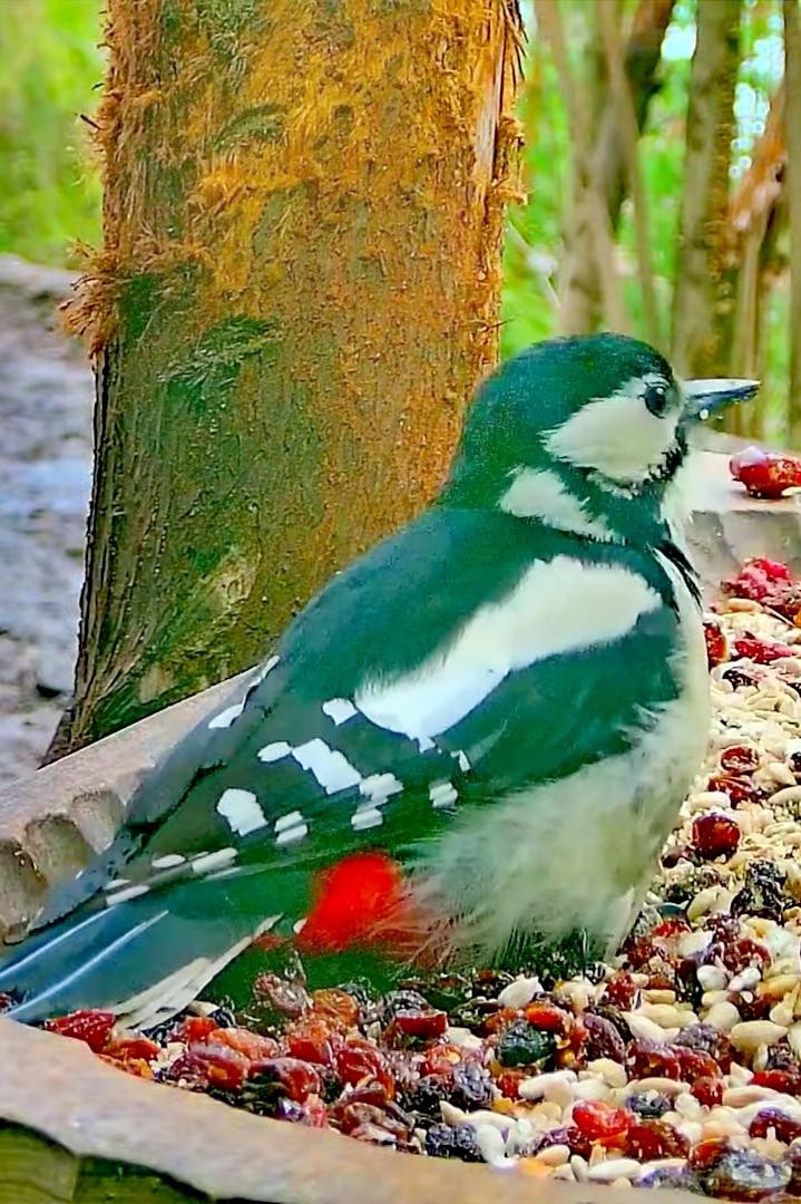 livebirdspoland_df9fa65e52accf52f062e1446686e81d.jpg