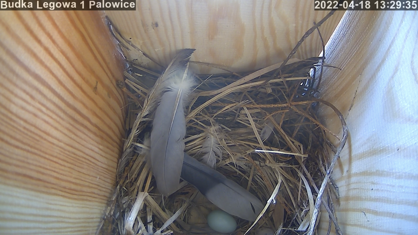 livebirdspoland_2f3967af7b26afc7f56b612cf131948f.png