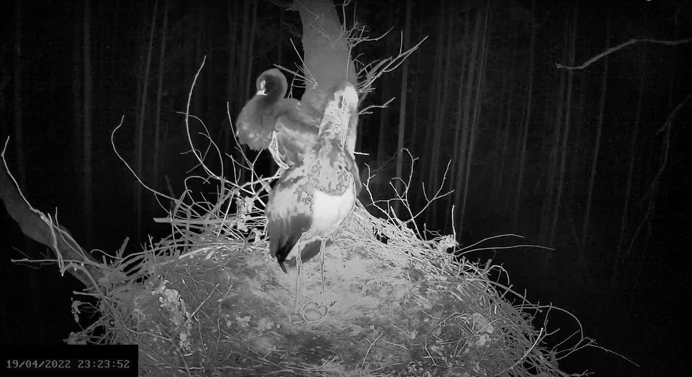 livebirdspoland_5cf95d0e92eb8c25a865232eef6b7f89.png