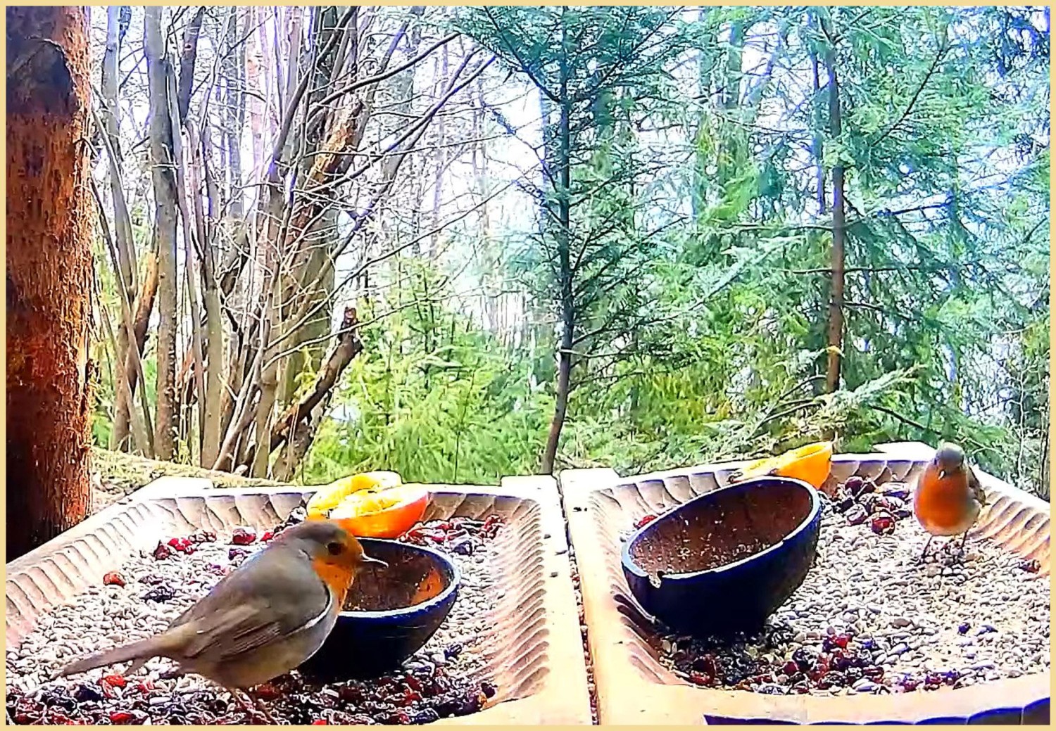 livebirdspoland_2c6b9d2a7ea6aa859605e9405ae121f3.jpg