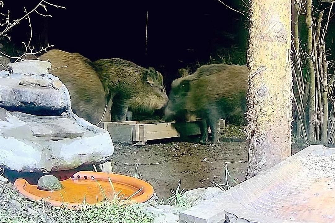 livebirdspoland_3aa34d32733b606289e5720f7b941e4c.jpg