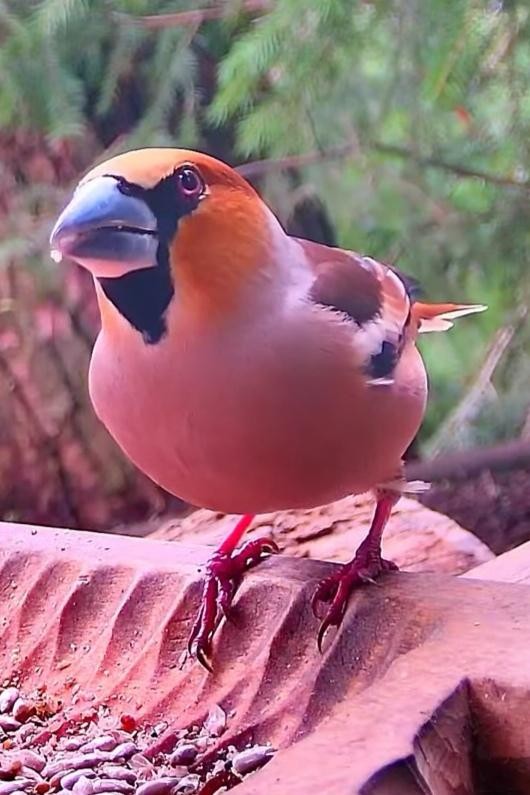 livebirdspoland_49622d230021cfe43d3cbc9f681e49cb.jpg