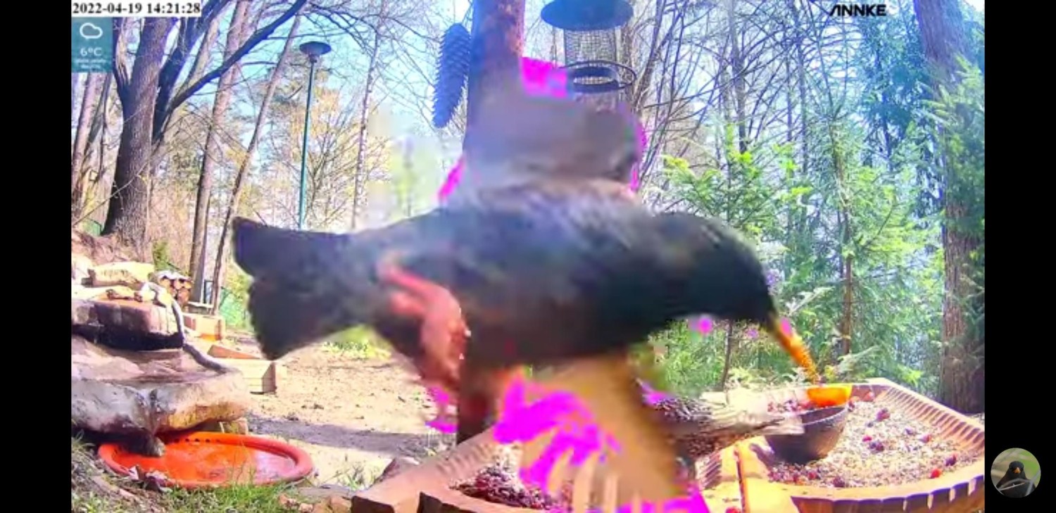 livebirdspoland_5fe0c7877898895aa05e360fec772c86.jpg