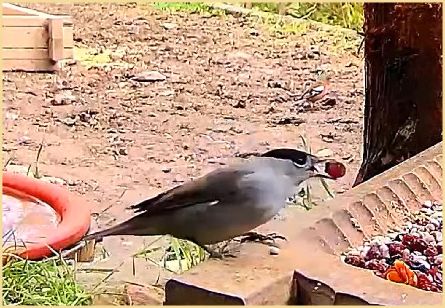 livebirdspoland_ecc82b0a20509b547bbe7214cddb92e4.jpg