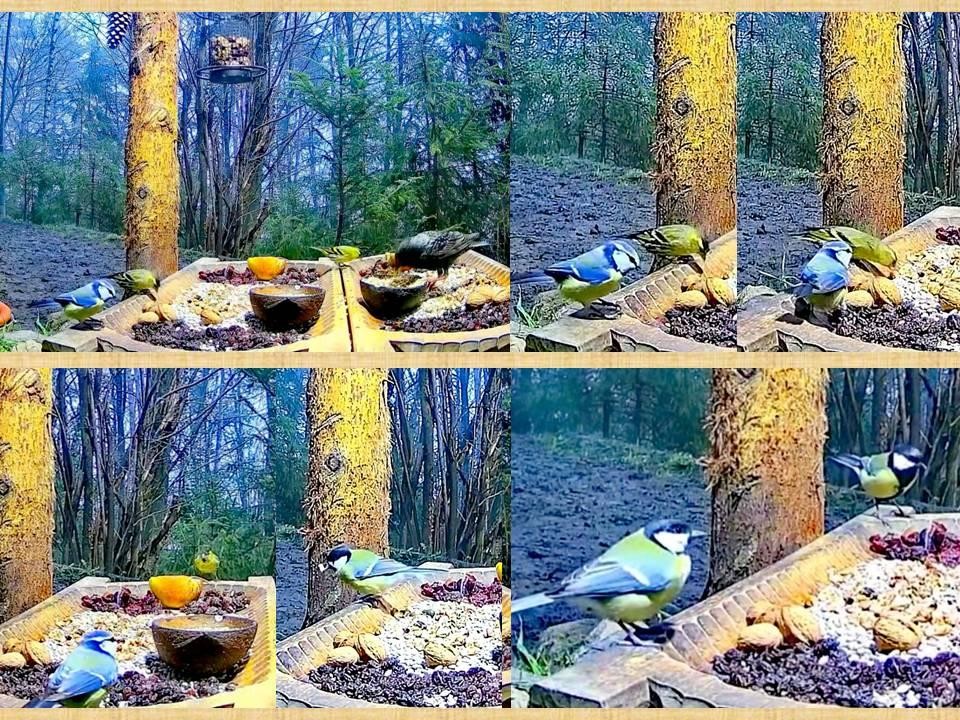 livebirdspoland_b04f08300a89621dd8ac5feb4b9d6eb0.jpg