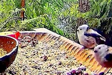 livebirdspoland_215167c157495fb0d29c23dd2da2c070.jpg