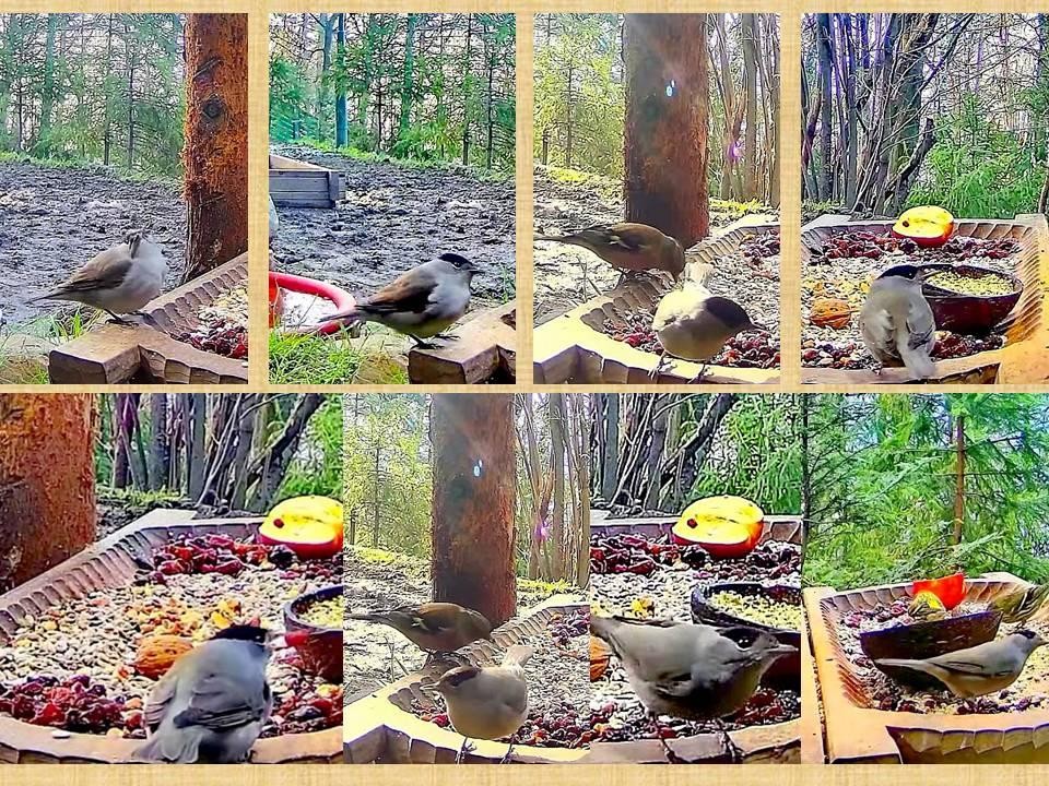livebirdspoland_1ad5dc6eb1eabc6ede78260d64fdb30c.jpg