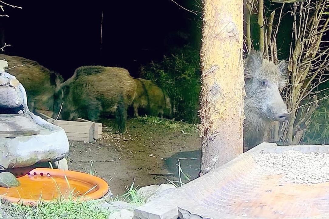 livebirdspoland_4a90542b1f612b3d3efe95b0f80f193f.jpg