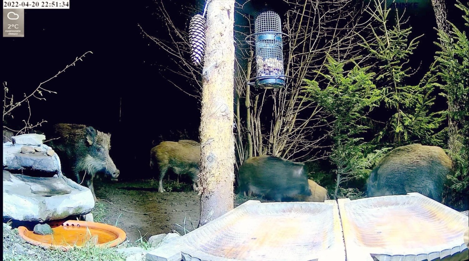 livebirdspoland_977c0f2e6e642db5da3416b83f208d4e.jpg