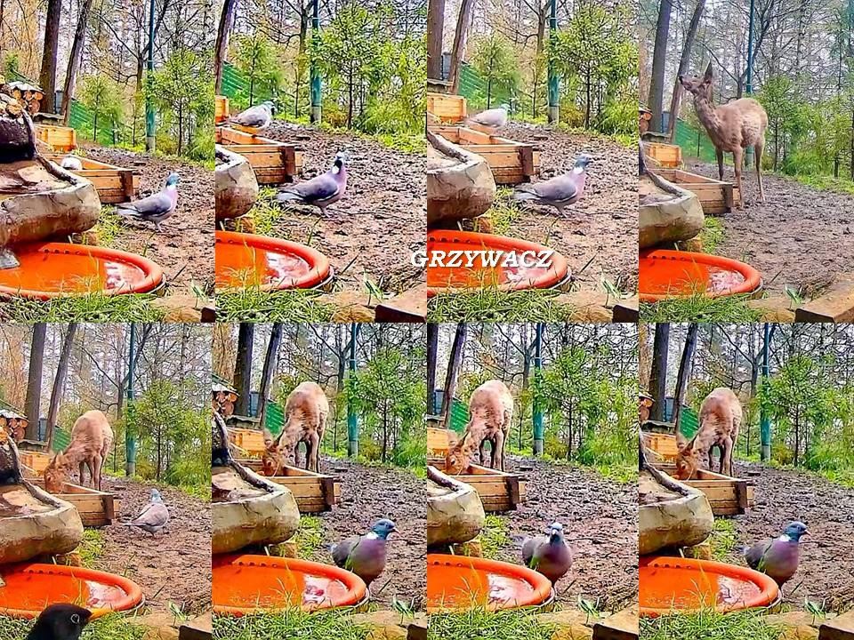 livebirdspoland_05b250c5d889ff5451fc37439d0b0d83.jpg