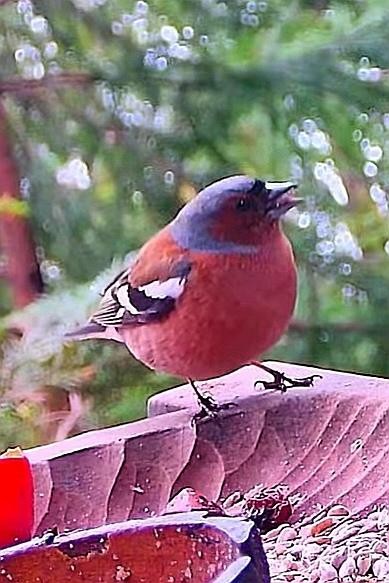 livebirdspoland_1937108a0a1538dfd4595dcb4f2748ee.jpg