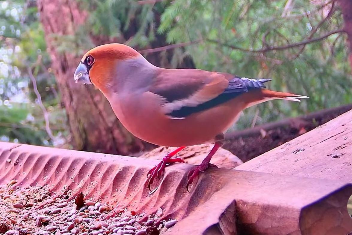 livebirdspoland_a11451eebe018b982832781477f74b95.jpg