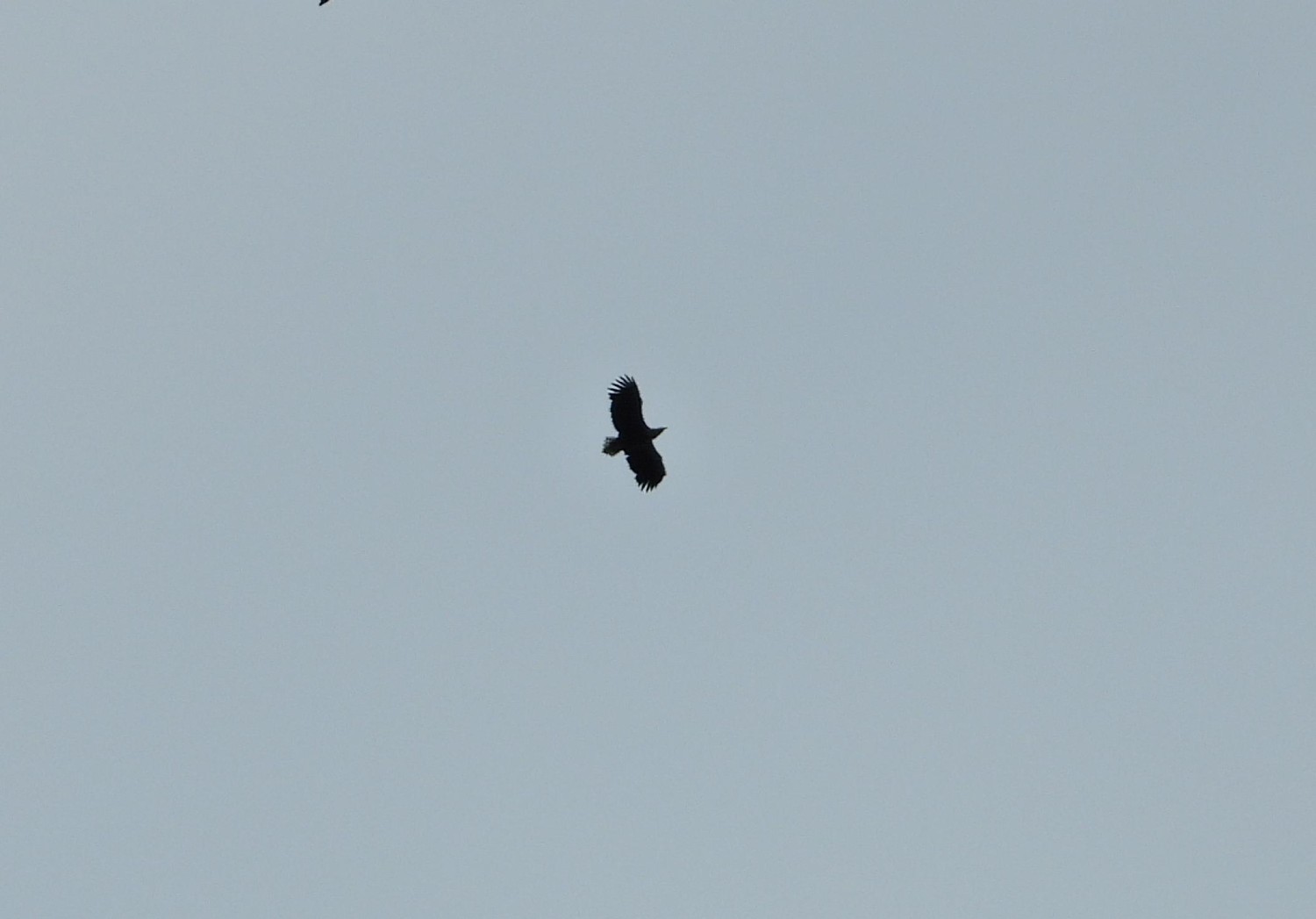 livebirdspoland_48a863a0162b192283f490378b5f5360.jpg
