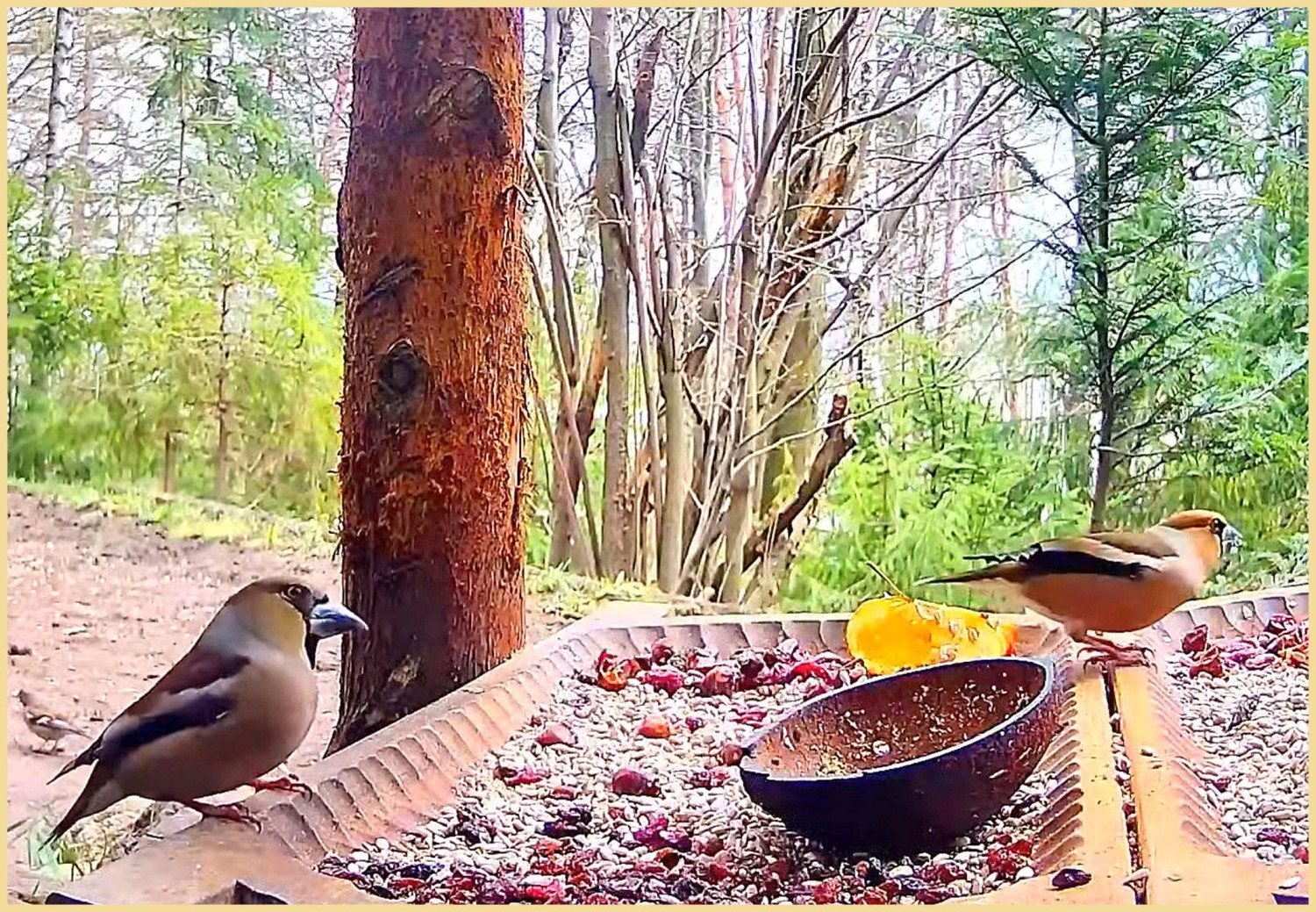 livebirdspoland_9444b50401f532266c7fe95af34f0a8e.jpg