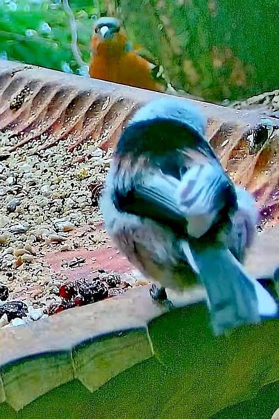 livebirdspoland_54a0791ca6a7528ac4eb0f2630f32ad2.jpg