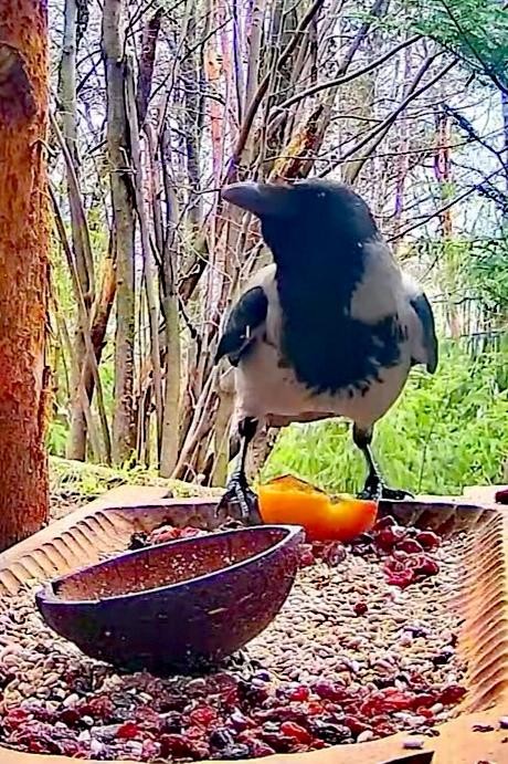 livebirdspoland_5bfe69522de76bea22a22fbd84053a7c.jpg