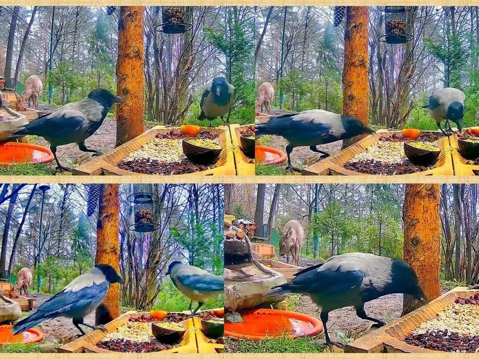 livebirdspoland_3b60673aca1e20a13b663a2e9ae94528.jpg