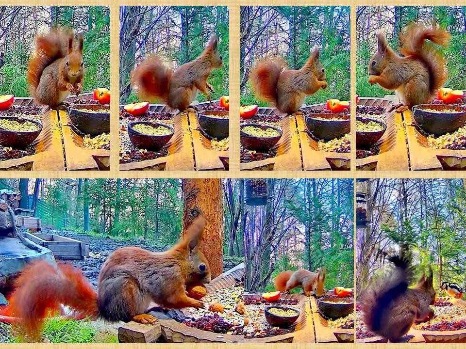 livebirdspoland_f3e47b76d97a8627c22edd615eaa81ea.jpg