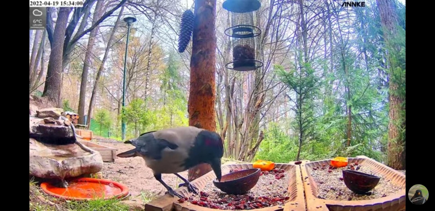 livebirdspoland_e4a1b4cf1bb42d951ab6dd11410511eb.jpg