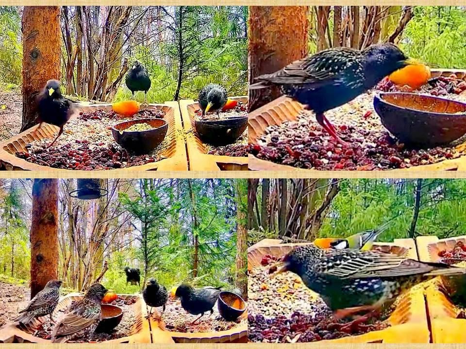 livebirdspoland_3fea77b9e122d423ab1c305bbfa026da.jpg