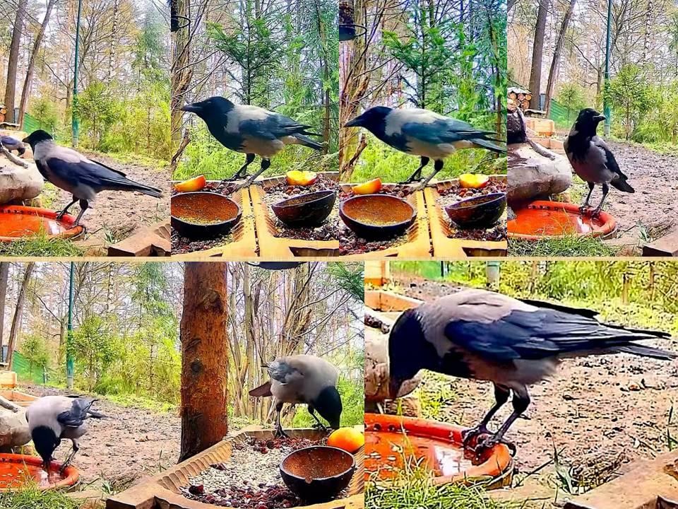livebirdspoland_5f26a3df9cc7b3729883130ca974116c.jpg